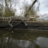 Rappelant que les marécages servent de "filtres" et "purifient" les eaux qui s'écoulent dans les lacs ou rivières américaines, le juge conservateur Brett Kavanaugh et les trois magistrates progressistes de la Cour ont exprimé leur désaccord avec l...